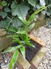 Bambus phyllostachys nigra