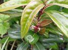 Sarcococca "Winter Gem"