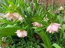 Helleborus "Double Ellen Pink"