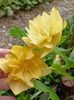 Helleborus "Double Super Yellow"