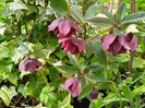 Helleborus "Double Ellen Purple"
