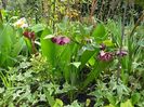 Helleborus "Double Aubergine"