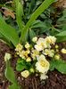 Img.2024.03.16- primulina