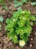 Img.2024.03.16-primula