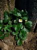 Img.2024.03.16-căpsuni