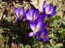 crocus Ruby Giant