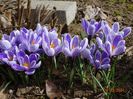 crocus Pickwick