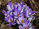 crocus Pickwick