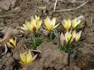 crocus Advance
