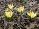 crocus Advance