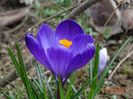 crocus Ruby Giant