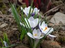 crocus Prins Claus