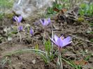 crocus Spring Beauty