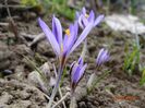 crocus Spring Beauty
