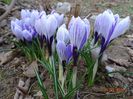 crocus Pickwick