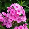 Phlox Rose-1