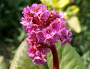 bergenia-6