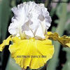 Iris Neutron Dance - rizom - 8 lei/buc