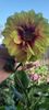 received_1406592536631387