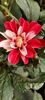 received_427887649636764