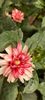 received_942536237331290