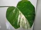 Monstera deliciosa Albo Variegata