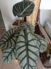 Alocasia Silver Dragon și Black Velvet