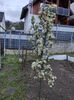 Img-2024.03.24-părul