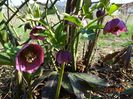 seedling