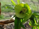 seedling
