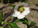 helleborus Painted Bounting
