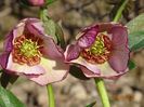 helleborus Beaming Blush