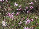 magnolia stellata Rosea
