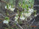 lonicera fragrantissima