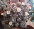 Mammillaria prolifera