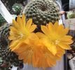 Rebutia marsoneri