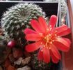 Rebutia deminuta