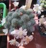 Rebutia albiflora