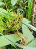Viridis