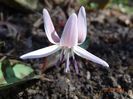 erythronium Snowflake