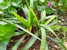 Liriope muscari Okina