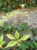 Cornus controversa variegata