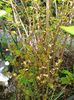 Physocarpus Magical Sweet Cherry Tea