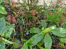 Atropurpureum 2