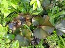 Ligularia Britt-Marie Crawford