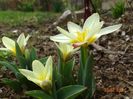 tulipa The First