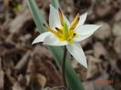 tulipa turkestanica