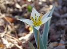 tulipa turkestanica