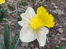 Cornish king_g_floare foarte mare