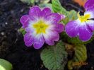 seedling